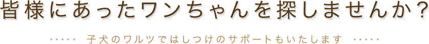 皆さまにあったワンちゃんを探しませんか？子犬のワルツではしつけのサポートもいたします
